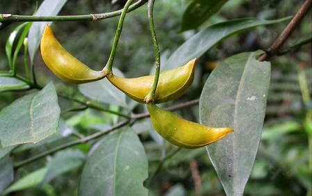 Tabernaemontana bovina